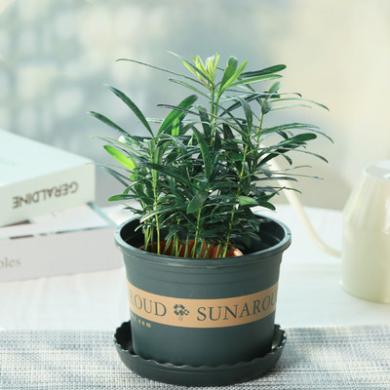 罗汉松小盆栽植物办公桌窗台阳台茶几迷你小植物绿植室内 芳青绿购